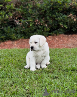 Photo №1.  - for sale in the city of Swindon | negotiated | Announcement № 142058