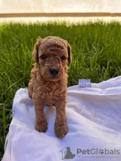 Photo №3. Miniature poodle. Serbia