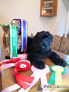 Photo №4. I will sell giant schnauzer in the city of Kaunas. private announcement, breeder - price - negotiated