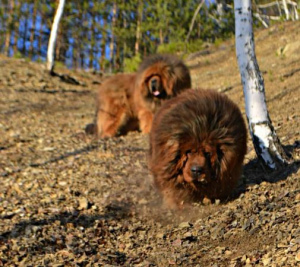 Photo №2 to announcement № 1320 for the sale of tibetan mastiff - buy in Russian Federation from nursery
