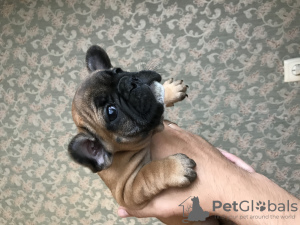 Photo №4. I will sell french bulldog in the city of Луцк. breeder - price - negotiated