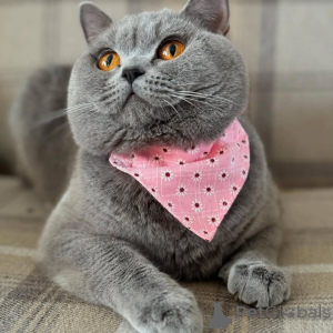 Photo №1. british shorthair - for sale in the city of Chorherrn | negotiated | Announcement № 155695