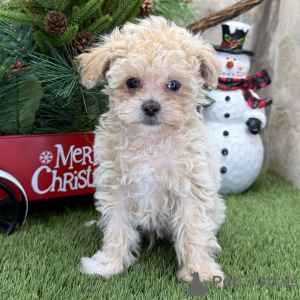 Photo №1. poodle (toy) - for sale in the city of Glasgow | negotiated | Announcement № 160902