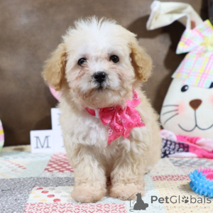 Photo №1. maltipu - for sale in the city of Friedberg (Hessen) | 847$ | Announcement № 149576