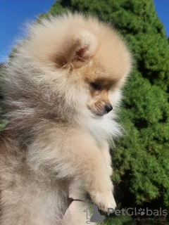 Additional photos: pomeranian