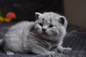 Photo №3. Stunning british shorthair Champion Bloodline Kittens. United States