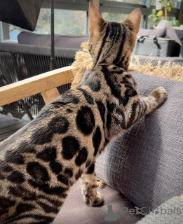 Photo №1. bengal cat - for sale in the city of Helsinki | Is free | Announcement № 167688