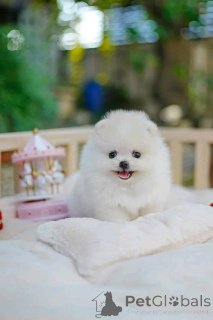 Photo №2 to announcement № 162129 for the sale of  - buy in Kuwait 