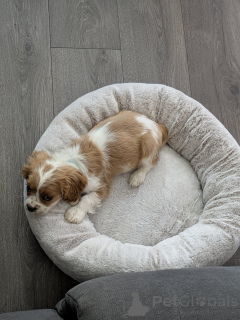 Photo №1. cavalier king charles spaniel - for sale in the city of Ylivieska | 506$ | Announcement № 168903