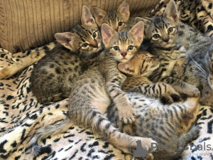 Photo №1. savannah cat - for sale in the city of Jim Thorpe | 350$ | Announcement № 112156