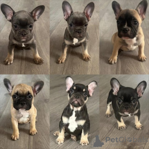 Photo №1. english bulldog, french bulldog - for sale in the city of Orissaare | 310$ | Announcement № 174584