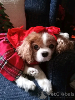 Photo №2. Goods for pets in United States. Price - 450$. Announcement № 164769