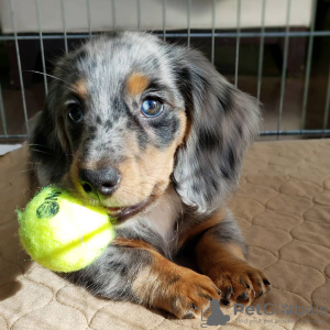 Photo №1. dachshund - for sale in the city of Boston | 500$ | Announcement № 116106