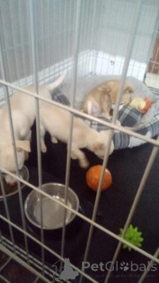 Photo №1. chihuahua - for sale in the city of Krāslava | negotiated | Announcement № 160018