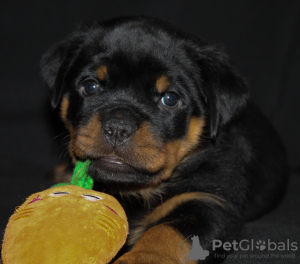 Photo №1. rottweiler - for sale in the city of Bobruisk | negotiated | Announcement № 63023