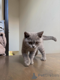 Photo №3. Premium British Shorthair Kittens Ready for Their Forever Homes. Netherlands