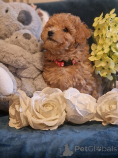 Photo №1. poodle (toy) - for sale in the city of Thun | negotiated | Announcement № 142155