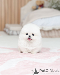 Photo №1. pomeranian - for sale in the city of Jablonec Nad Nisou | 310$ | Announcement № 174645