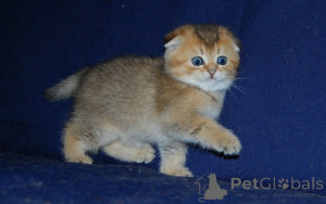 Photo №3. Scottish Fold Kittens Seeking New Home. Germany