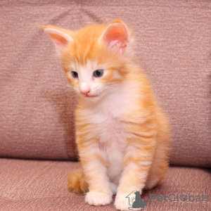 Photo №1. norwegian forest cat - for sale in the city of Helsinki | 412$ | Announcement № 84204