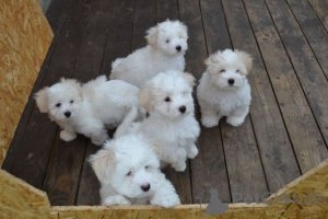 Photo №1. coton de tulear - for sale in the city of Athens | negotiated | Announcement № 158333