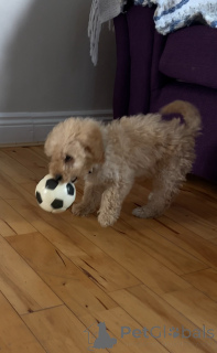 Photo №2 to announcement № 137021 for the sale of kavapu - buy in Ireland private announcement