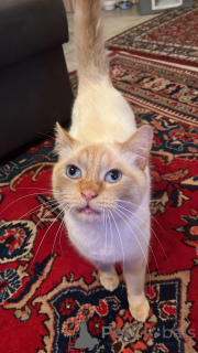 Photo №3. Beautiful Flame Point Short-hair for good home. Luxembourg