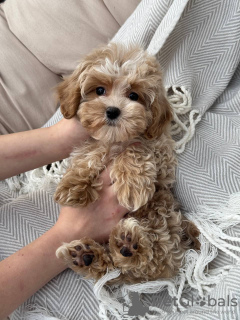 Photo №3. Maltipoo puppy for adoption. United States