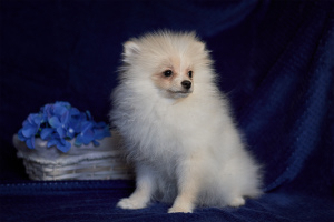 Photo №1. german spitz - for sale in the city of Voronezh | negotiated | Announcement № 4809
