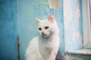 Photo №4. I will sell  in the city of Khimki. private announcement - price - Is free