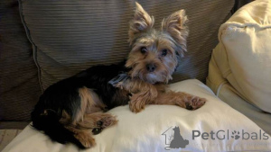 Photo №1. yorkshire terrier - for sale in the city of Antwerp | negotiated | Announcement № 163734