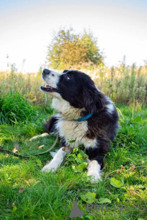 Additional photos: The adaptive, smart and sociable puppy Vasilisa is looking for a home.