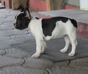 Additional photos: French bulldog puppies