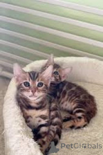 Photo №2 to announcement № 173291 for the sale of bengal cat - buy in Poland private announcement, breeder
