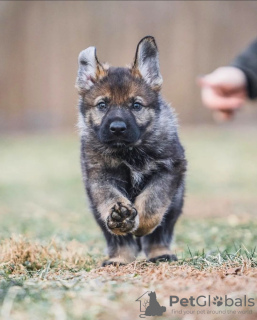 Photo №1. german shepherd - for sale in the city of Middlesbrough | negotiated | Announcement № 122129