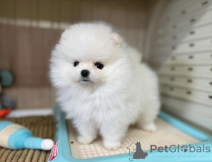 Photo №1. pomeranian - for sale in the city of Amberg | 5$ | Announcement № 166508