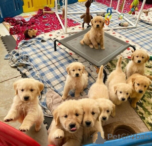 Photo №3. Gesunde, reinrassige Golden Retriever Welpen zu verkaufen. Germany
