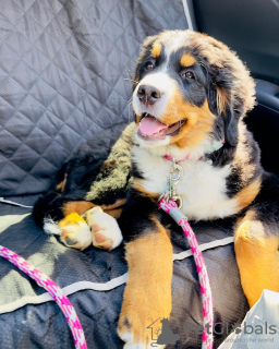 Photo №1. bernese mountain dog - for sale in the city of Франкфурт-на-Майне | 338$ | Announcement № 78592