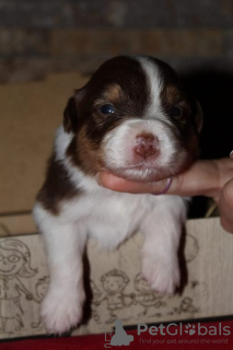 Additional photos: Australian Shepherd