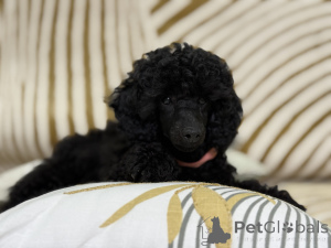 Photo №4. I will sell poodle (toy) in the city of Burgas. from nursery, breeder - price - 3294$
