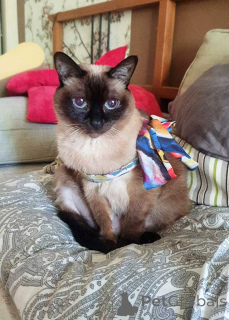 Photo №3. An elderly, very gentle Thai cat named Syusya is looking for a home.. Russian Federation