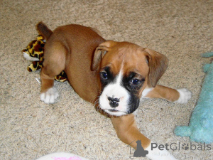 Photo №1. boxer - for sale in the city of Kassel | 376$ | Announcement № 149064