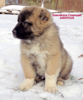 Photo №4. I will sell caucasian shepherd dog in the city of Abakan. from nursery - price - Negotiated