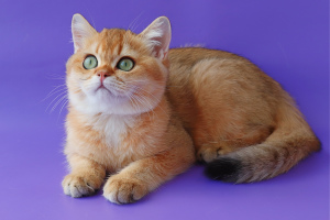 Photo №1. british shorthair - for sale in the city of Kiev | 950$ | Announcement № 3207