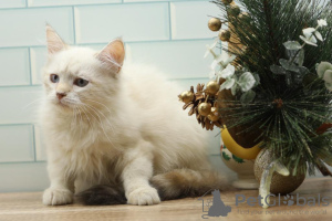 Photo №1. siberian cat - for sale in the city of Штутгарт | 329$ | Announcement № 128566