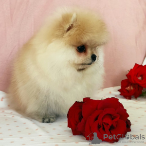 Photo №4. I will sell pomeranian in the city of Taganrog. breeder - price - 1600$