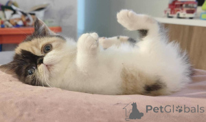 Photo №1. exotic shorthair - for sale in the city of Neuenhagen | 329$ | Announcement № 149190