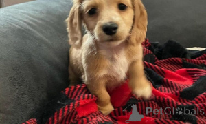 Photo №2 to announcement № 160039 for the sale of dachshund - buy in Romania private announcement