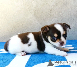 Photo №2 to announcement № 132032 for the sale of chihuahua - buy in Estonia breeder
