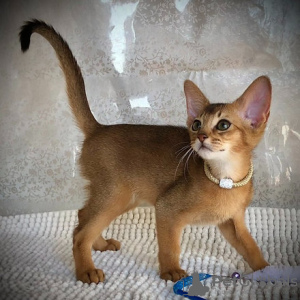 Photo №1. abyssinian cat - for sale in the city of Oberhausen | 285$ | Announcement № 99751
